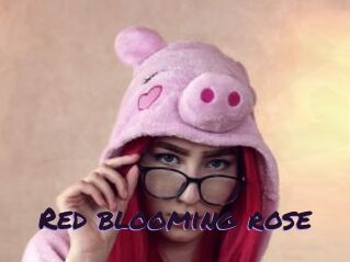 Red_blooming_rose