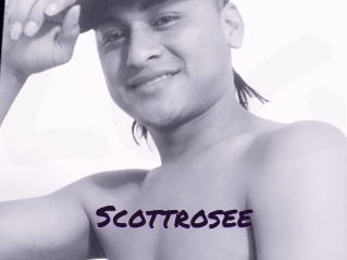 Scottrosee